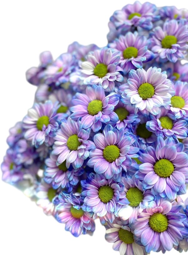 Fresh Cut Dyed Spray Chrysanthemum Purple Color Wholesale Yunnan Bouquet Filler Flowers