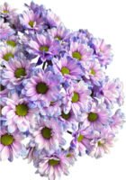 Fresh Cut Dyed Spray Chrysanthemum Purple Color Wholesale Yunnan Bouquet Filler Flowers