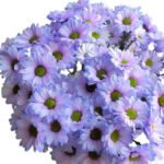 Fresh Cut Dyed Spray Chrysanthemum Purple Color Wholesale Yunnan Bouquet Filler Flowers