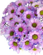 Fresh Cut Dyed Spray Chrysanthemum Purple Color Wholesale Yunnan Bouquet Filler Flowers