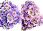 Fresh Cut Dyed Spray Chrysanthemum Purple Color Wholesale Yunnan Bouquet Filler Flowers