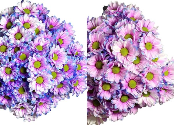 Fresh Cut Dyed Spray Chrysanthemum Purple Color Wholesale Yunnan Bouquet Filler Flowers