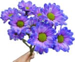 Fresh Cut Dyed Spray Chrysanthemum Purple Color Wholesale Yunnan Bouquet Filler Flowers