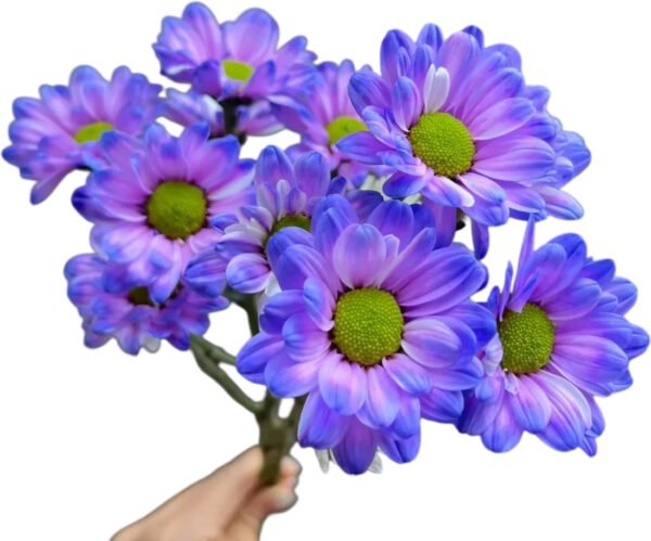 Fresh Cut Dyed Spray Chrysanthemum Purple Color Wholesale Yunnan Bouquet Filler Flowers