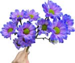 Fresh Cut Dyed Spray Chrysanthemum Purple Color Wholesale Yunnan Bouquet Filler Flowers