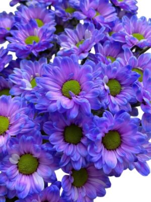 Fresh Cut Dyed Spray Chrysanthemum Purple Color Wholesale Yunnan Bouquet Filler Flowers