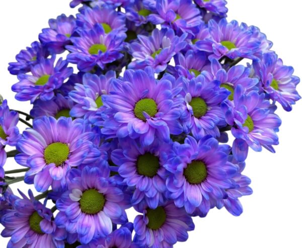 Fresh Cut Dyed Spray Chrysanthemum Purple Color Wholesale Yunnan Bouquet Filler Flowers