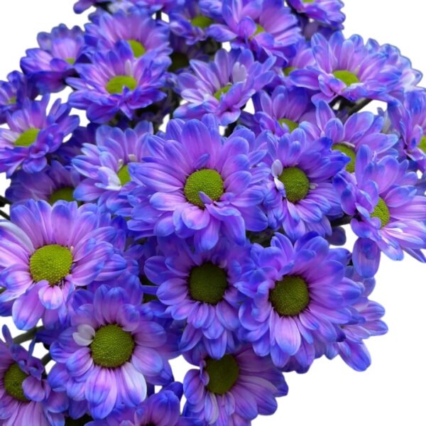 Fresh Cut Dyed Spray Chrysanthemum Purple Color Wholesale Yunnan Bouquet Filler Flowers
