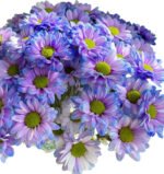 Fresh Cut Dyed Spray Chrysanthemum Purple Color Wholesale Yunnan Bouquet Filler Flowers