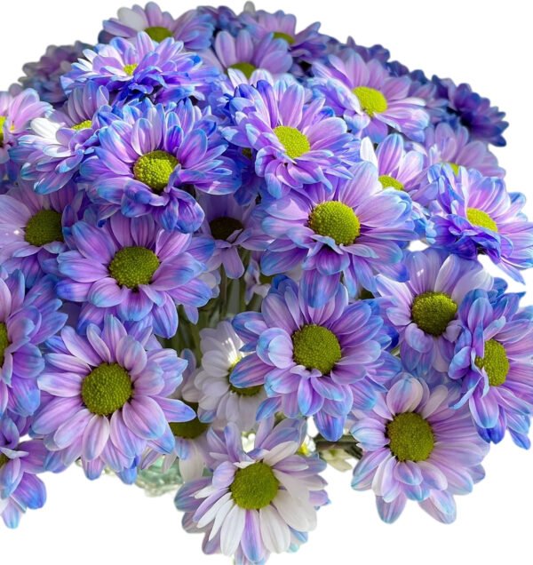 Fresh Cut Dyed Spray Chrysanthemum Purple Color Wholesale Yunnan Bouquet Filler Flowers