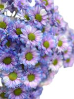Fresh Cut Dyed Spray Chrysanthemum Purple Color Wholesale Yunnan Bouquet Filler Flowers