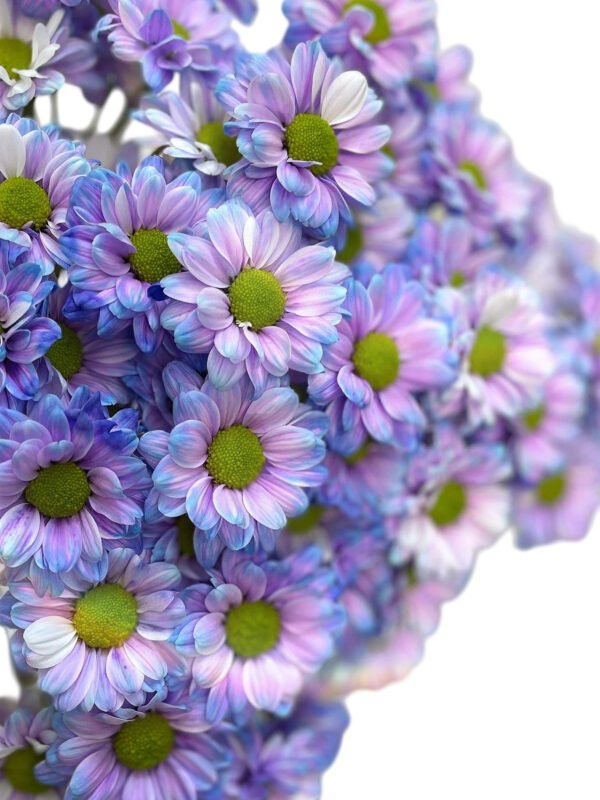 Fresh Cut Dyed Spray Chrysanthemum Purple Color Wholesale Yunnan Bouquet Filler Flowers