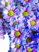 Fresh Cut Dyed Spray Chrysanthemum Purple Color Wholesale Yunnan Bouquet Filler Flowers