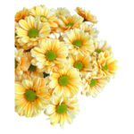 Fresh Cut Dyed Spray Chrysanthemum Orange Color Wholesale Yunnan Bouquet Filler Flowers