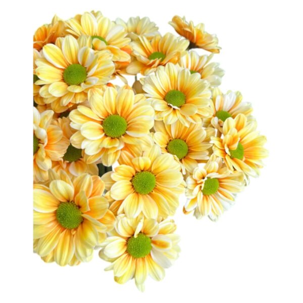 Fresh Cut Dyed Spray Chrysanthemum Orange Color Wholesale Yunnan Bouquet Filler Flowers