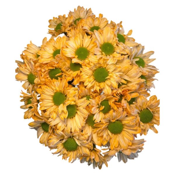 Fresh Cut Dyed Spray Chrysanthemum Orange Color Wholesale Yunnan Bouquet Filler Flowers