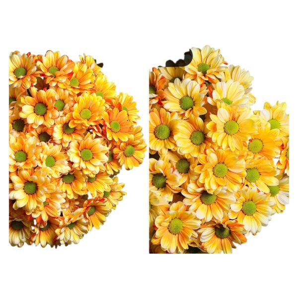 Fresh Cut Dyed Spray Chrysanthemum Orange Color Wholesale Yunnan Bouquet Filler Flowers