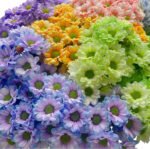 Fresh Cut Dyed Spray Chrysanthemum Mixed Color Wholesale Yunnan Bouquet Filler Flowers