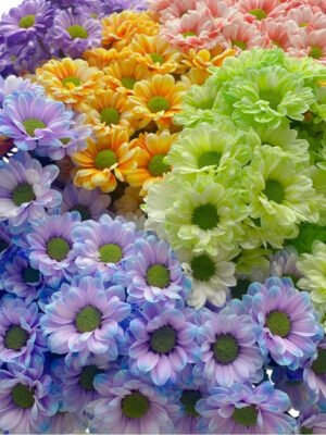 混色吸色小菊