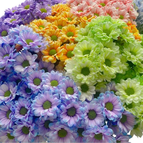 Fresh Cut Dyed Spray Chrysanthemum Mixed Color Wholesale Yunnan Bouquet Filler Flowers