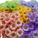 Fresh Cut Dyed Spray Chrysanthemum Mixed Color Wholesale Yunnan Bouquet Filler Flowers