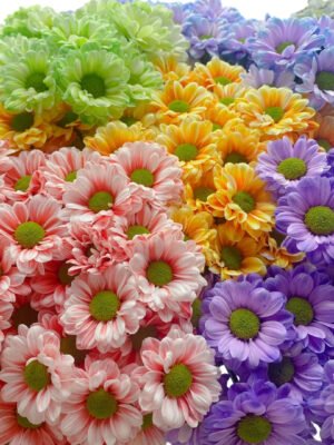 Fresh Cut Dyed Spray Chrysanthemum Mixed Color Wholesale Yunnan Bouquet Filler Flowers