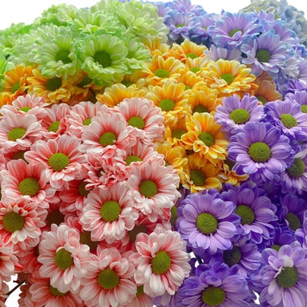 Fresh Cut Dyed Spray Chrysanthemum Mixed Color Wholesale Yunnan Bouquet Filler Flowers