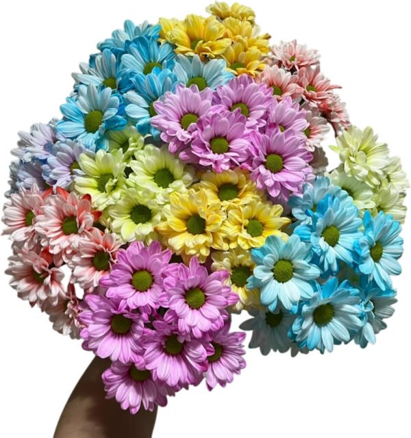 Fresh Cut Dyed Spray Chrysanthemum Mixed Color Wholesale Yunnan Bouquet Filler Flowers