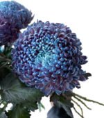 Fresh Cut Chrysanthemum Blue Peony Chrysanthemum Wholesale Yunnan Wedding Bouquet Filler Flowers
