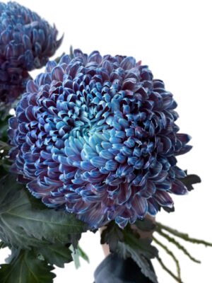 Fresh Cut Chrysanthemum Blue Peony Chrysanthemum Wholesale Yunnan Wedding Bouquet Filler Flowers