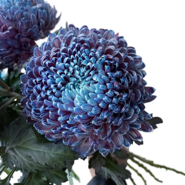 Fresh Cut Chrysanthemum Blue Peony Chrysanthemum Wholesale Yunnan Wedding Bouquet Filler Flowers