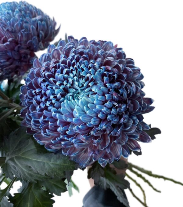 Fresh Cut Chrysanthemum Blue Peony Chrysanthemum Wholesale Yunnan Wedding Bouquet Filler Flowers