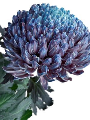 牡丹菊3