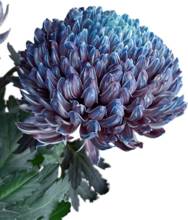 Fresh Cut Chrysanthemum Blue Peony Chrysanthemum Wholesale Yunnan Wedding Bouquet Filler Flowers