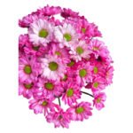 Fresh Cut Dyed Spray Chrysanthemum Pink Color Wholesale Yunnan Bouquet Filler Flowers