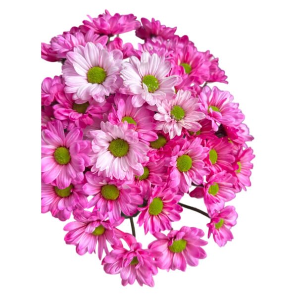 Fresh Cut Dyed Spray Chrysanthemum Pink Color Wholesale Yunnan Bouquet Filler Flowers