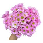 Fresh Cut Dyed Spray Chrysanthemum Pink Color Wholesale Yunnan Bouquet Filler Flowers