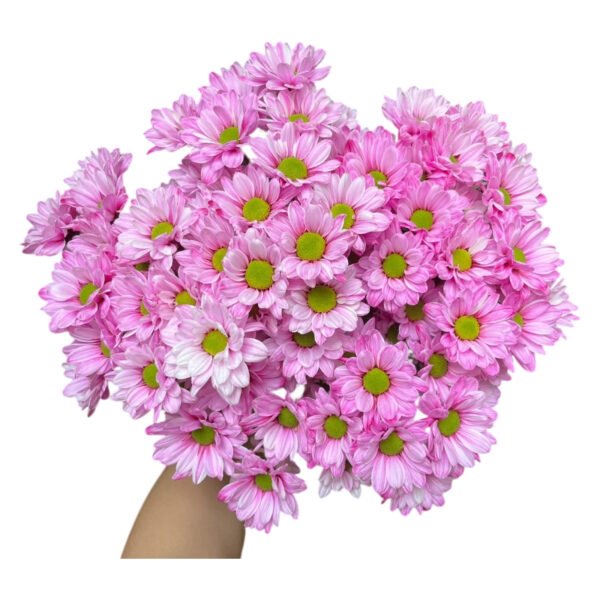 Fresh Cut Dyed Spray Chrysanthemum Pink Color Wholesale Yunnan Bouquet Filler Flowers