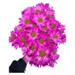 Fresh Cut Dyed Spray Chrysanthemum Pink Color Wholesale Yunnan Bouquet Filler Flowers