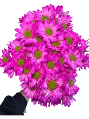 Fresh Cut Dyed Spray Chrysanthemum Pink Color Wholesale Yunnan Bouquet Filler Flowers