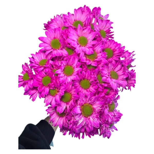 Fresh Cut Dyed Spray Chrysanthemum Pink Color Wholesale Yunnan Bouquet Filler Flowers