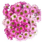 Fresh Cut Dyed Spray Chrysanthemum Pink Color Wholesale Yunnan Bouquet Filler Flowers