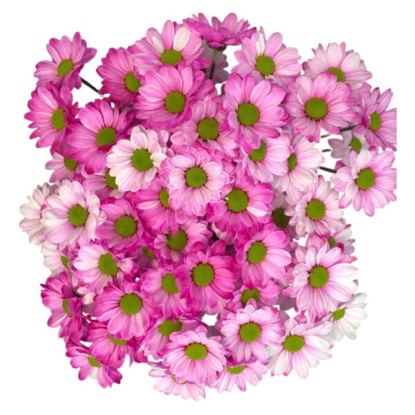 Fresh Cut Dyed Spray Chrysanthemum Pink Color Wholesale Yunnan Bouquet Filler Flowers