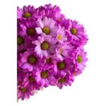 Fresh Cut Dyed Spray Chrysanthemum Pink Color Wholesale Yunnan Bouquet Filler Flowers