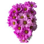 Fresh Cut Dyed Spray Chrysanthemum Pink Color Wholesale Yunnan Bouquet Filler Flowers