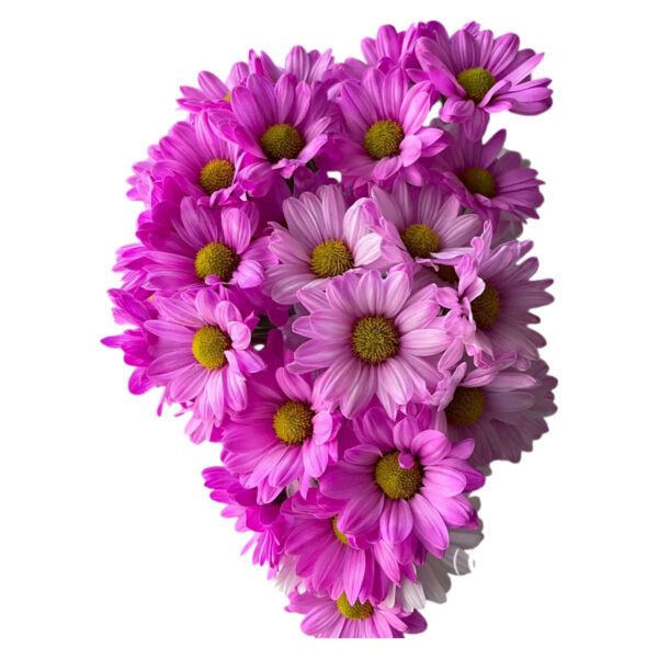 Fresh Cut Dyed Spray Chrysanthemum Pink Color Wholesale Yunnan Bouquet Filler Flowers