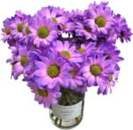 Fresh Cut Dyed Spray Chrysanthemum Aurora Purple Color Wholesale Yunnan Bouquet Filler Flowers