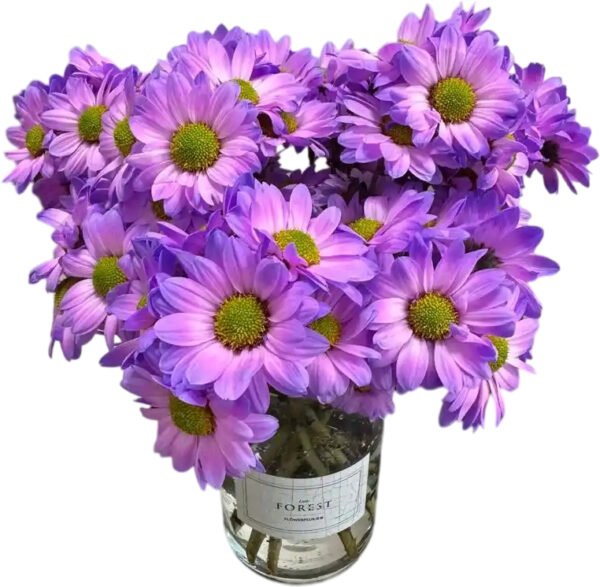 Fresh Cut Dyed Spray Chrysanthemum Aurora Purple Color Wholesale Yunnan Bouquet Filler Flowers