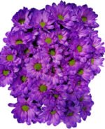 Fresh Cut Dyed Spray Chrysanthemum Aurora Purple Color Wholesale Yunnan Bouquet Filler Flowers