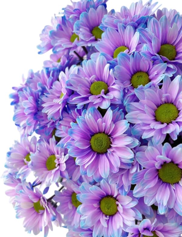 Fresh Cut Dyed Spray Chrysanthemum Aurora Purple Color Wholesale Yunnan Bouquet Filler Flowers